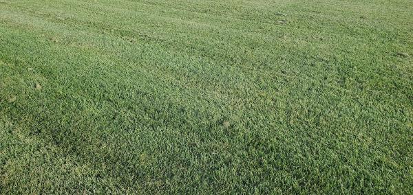 Musquodoboit Valley Quality Sod (Mvqs)