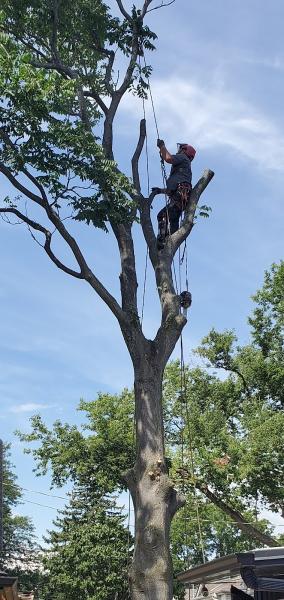 Urban Canopy Tree Service