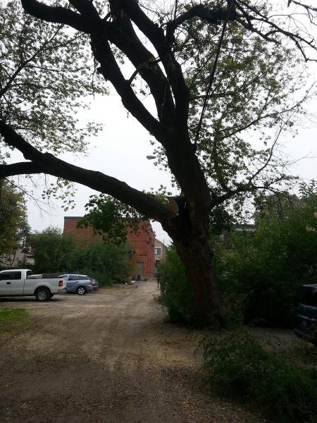 Urban Canopy Tree Service