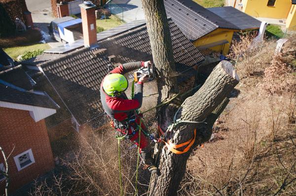 Tree Care in Kelowna BC