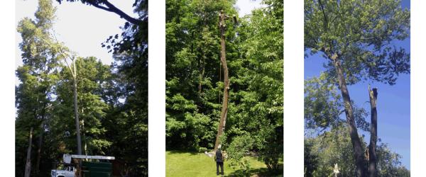 Branchbusters Expert Tree Care