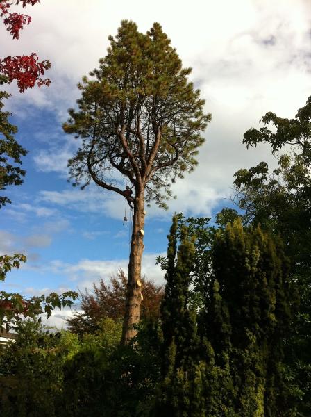 Eager Beaver Tree Service