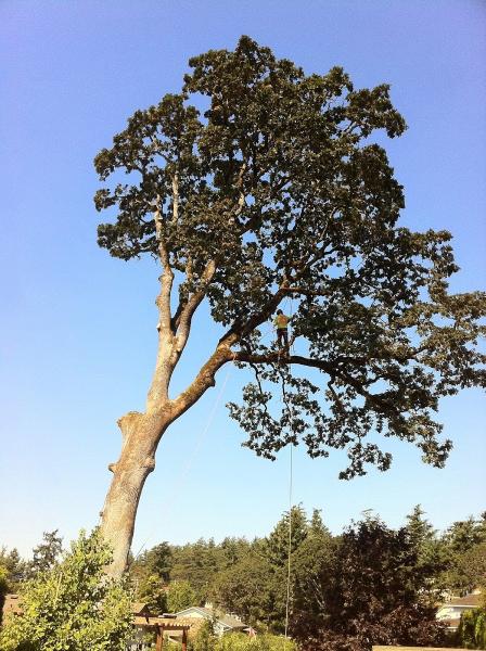 Eager Beaver Tree Service