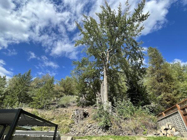 West Kootenay Arborist