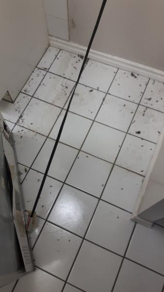 Pest Control Company GTA