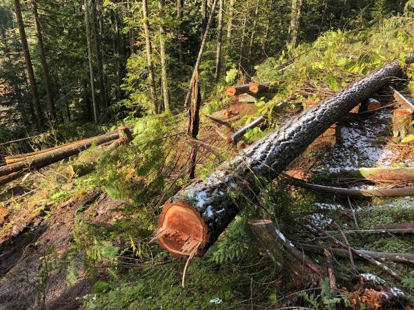 Bonnar Timber Logging & Land Clearing