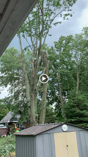 Black Creek Tree Service