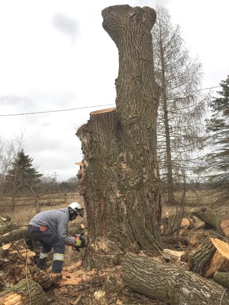 Black Creek Tree Service