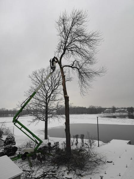 TAS Tree Removal & Pruning