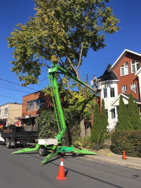 TAS Tree Removal & Pruning