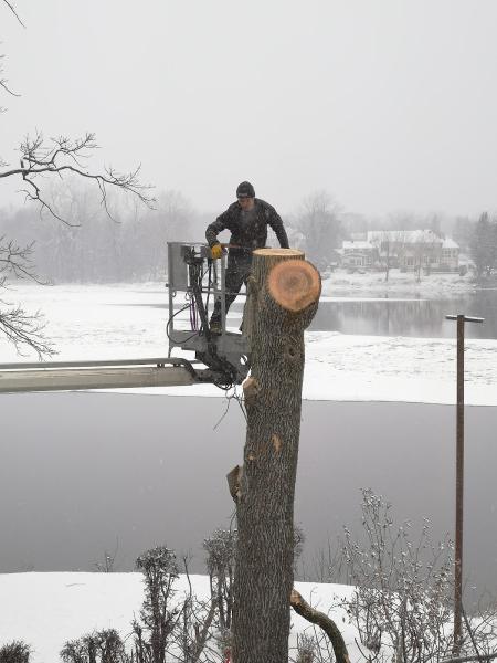 TAS Tree Removal & Pruning