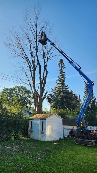 TAS Tree Removal & Pruning