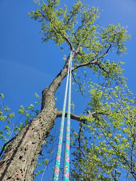 Bigfoot Tree Care