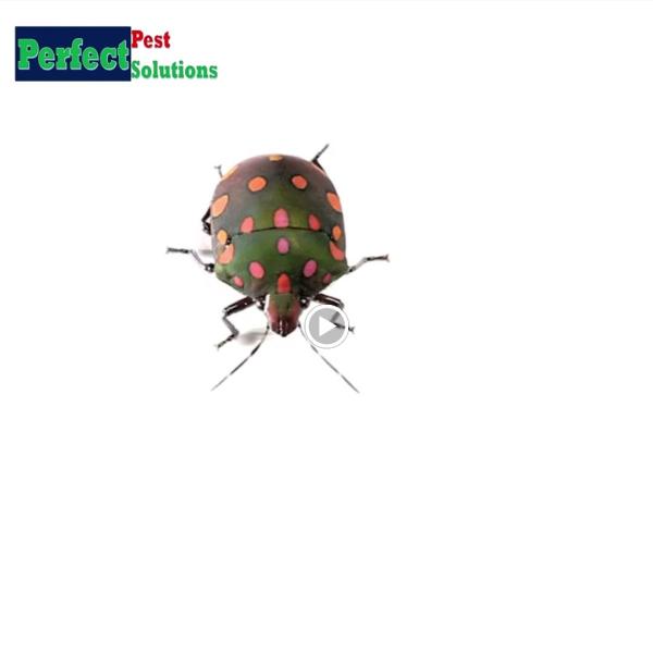 Perfect Pest Solutions