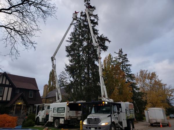 CLC Tree Services Ltd