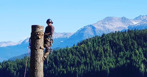 Wilson Arborist Services