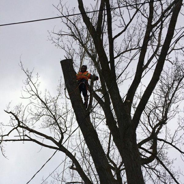 Alert Tree Doctor