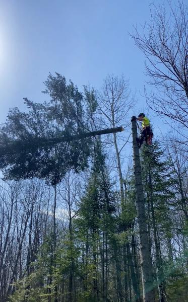 Stoneroad Tree Service