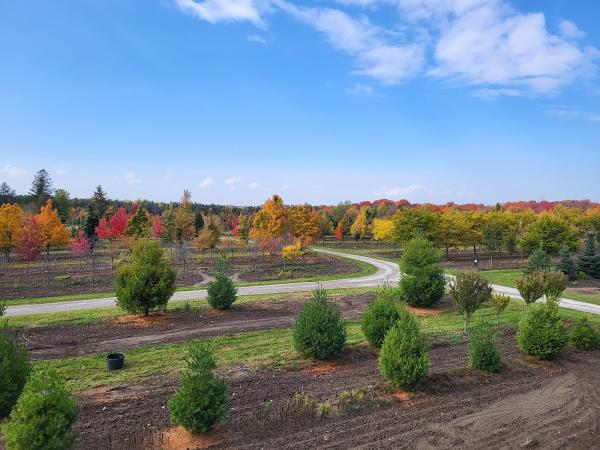 Stevens Large Tree Sales