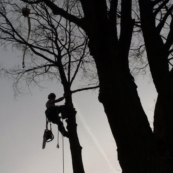 Bissonnette Tree Service