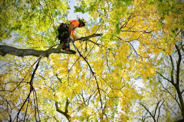 Cohen & Master Tree & Shrub Services