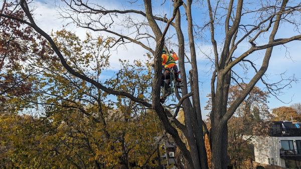 Cohen & Master Tree & Shrub Services