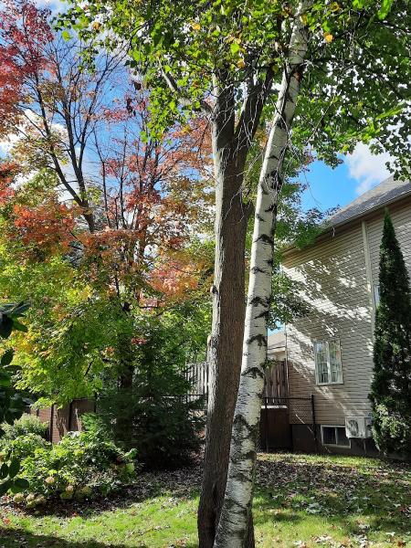 Émondage Red Ladder Tree Services & Products Inc.