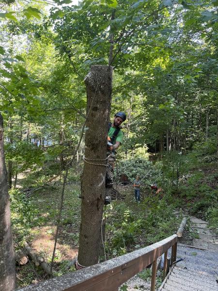 Martineau Abattage d'Arbres