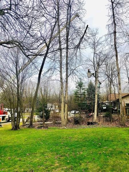 Next Level Tree Services Inc.