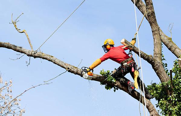 Budget Tree Services Ltd