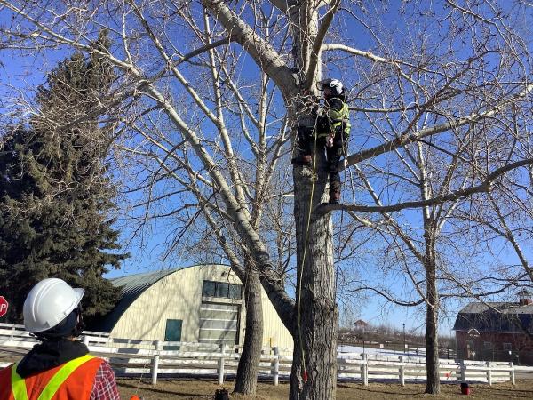 Ericksen Tree Experts Inc.