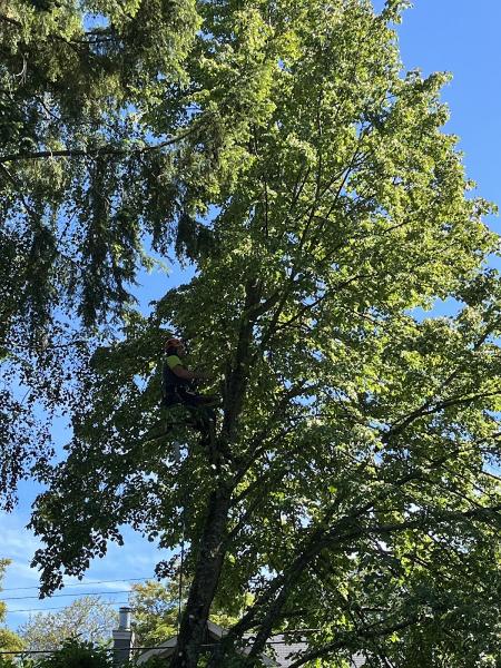 Heritage Tree Service