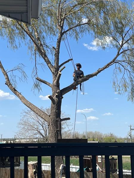 Buck's Tree Service Ltd.