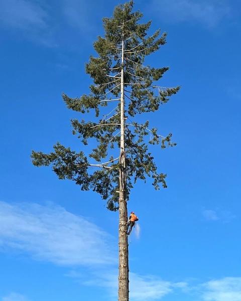 Parker's Tree Services