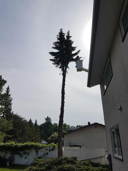 Kildonan Tree Service Ltd