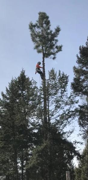 Warden Tree Service