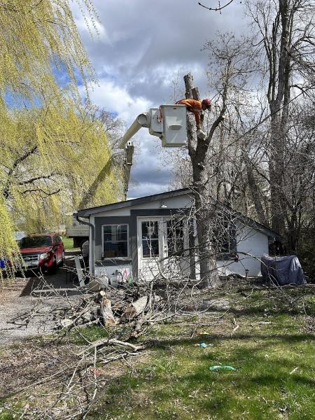 Shady Oaks Tree Care & Removal