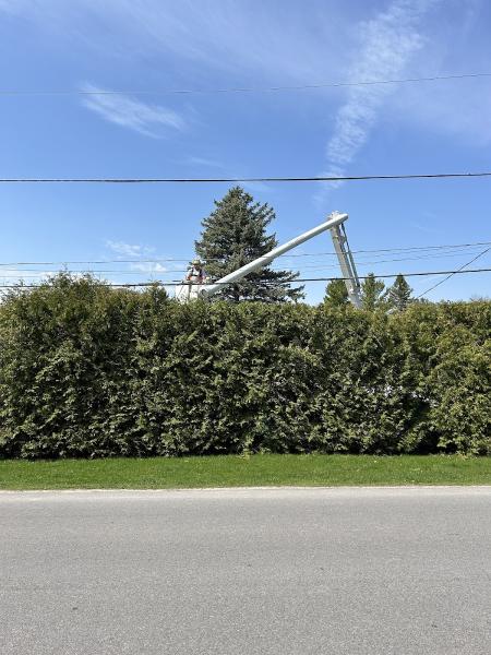 Shady Oaks Tree Care & Removal