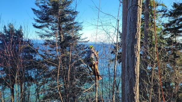 The Coastal Arborist Tree Care Co.