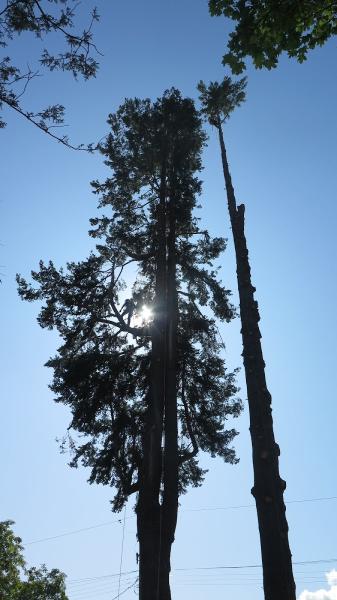 Loki Tree Service