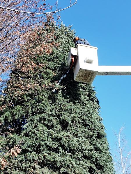 A1 Tree Service