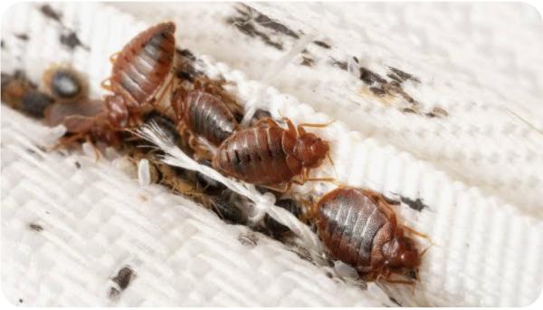 Everest Pest Control