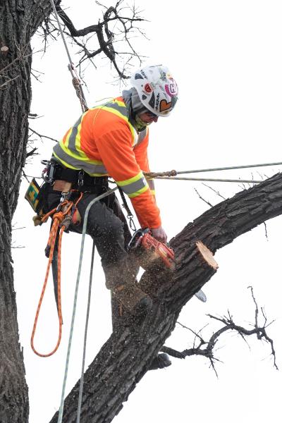 Britton Tree Care