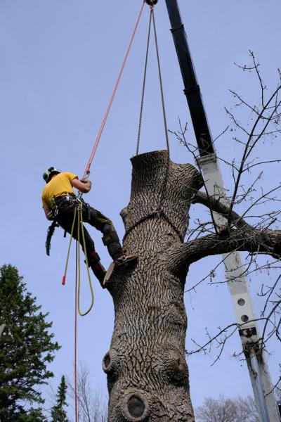 Capital Timber Company