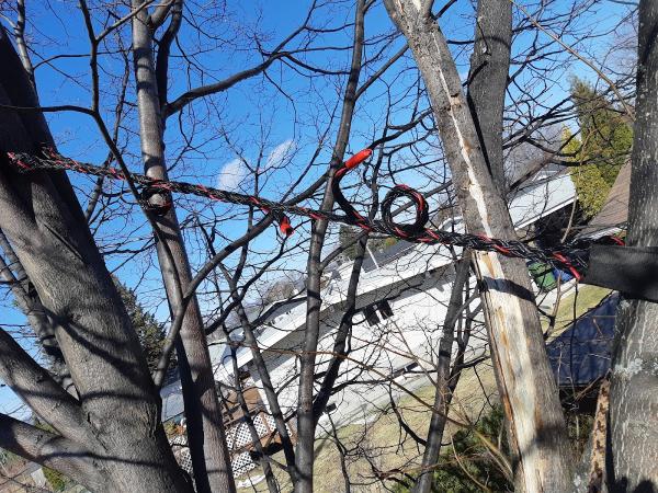 Arboriculture du Fjord