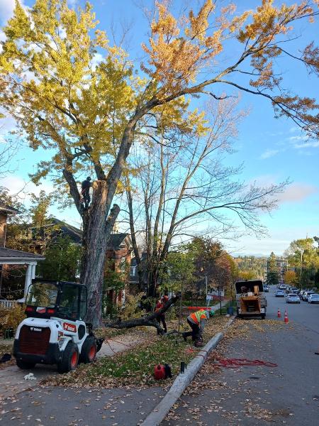 Arboriculture du Fjord