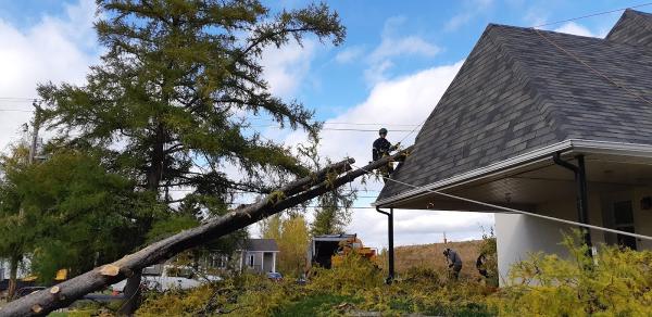 Arboriculture du Fjord