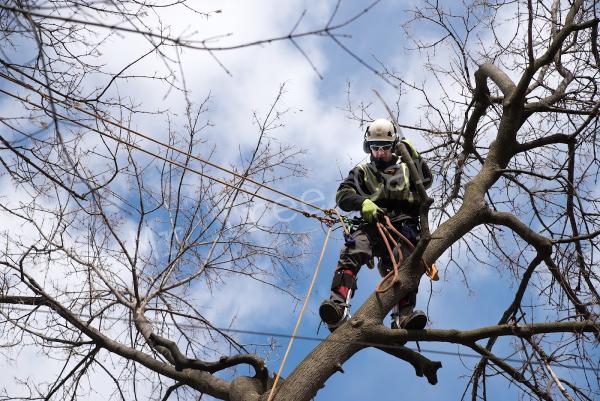 Mr Tree Care