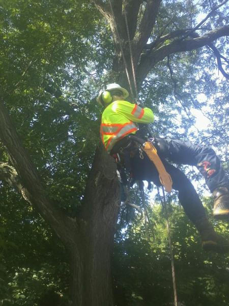 Mr Tree Care