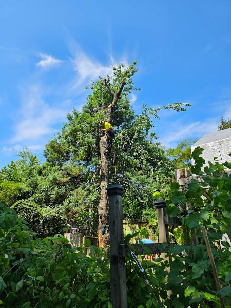 Tree Care Pros